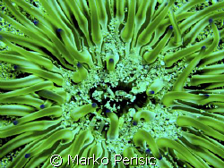 Golden Anemone (condylactis aurantiaca) by Marko Perisic 